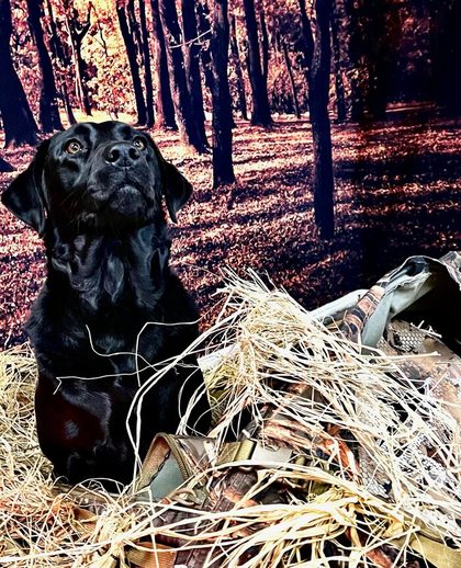 Molly, the shop dog, in the duck blind
